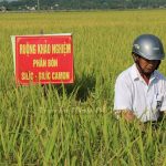 Công ty TNHH LIMEX Việt Nam phối hợp với HTX dịch vụ nông nghiệp xã Yên Sơn kiểm định phân bón Silic Đông Sơn